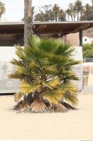 palm tree 0006